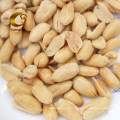 Popular Peanut Snacks Salted and Original Roasted Peanut